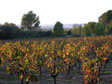 vineyards